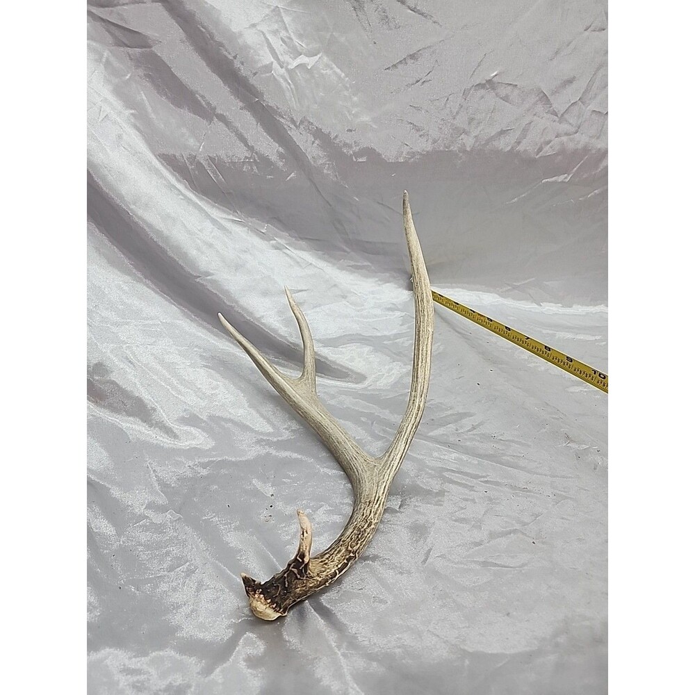 Naturally Shed Whitetail Deer Antler Single 4 Point Cabin Lodge Man Cave 14 Inch
